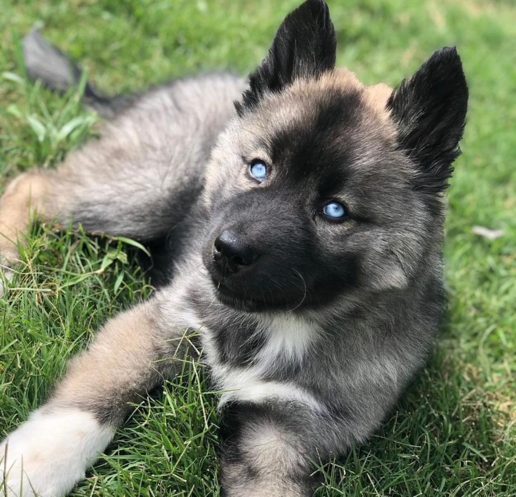 Malon 14 Weeks Old Male Siberian Husky Puppy for Sale at Alvarado Huskies